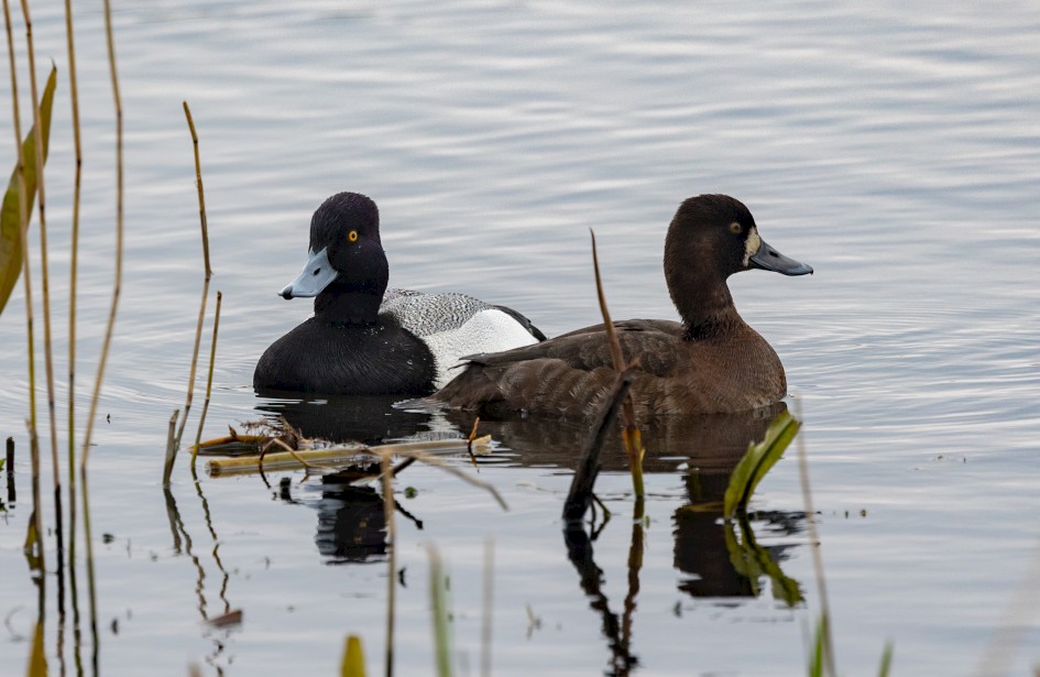Lesser Scaup , 1/640 sec, f/7.1, 500 mm, ISO 1000