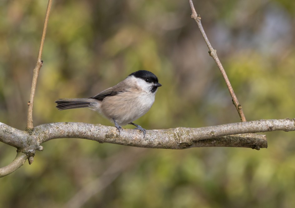 Marsh Tit-, 1/500 sec, f/7.1, 500 mm, ISO 250
