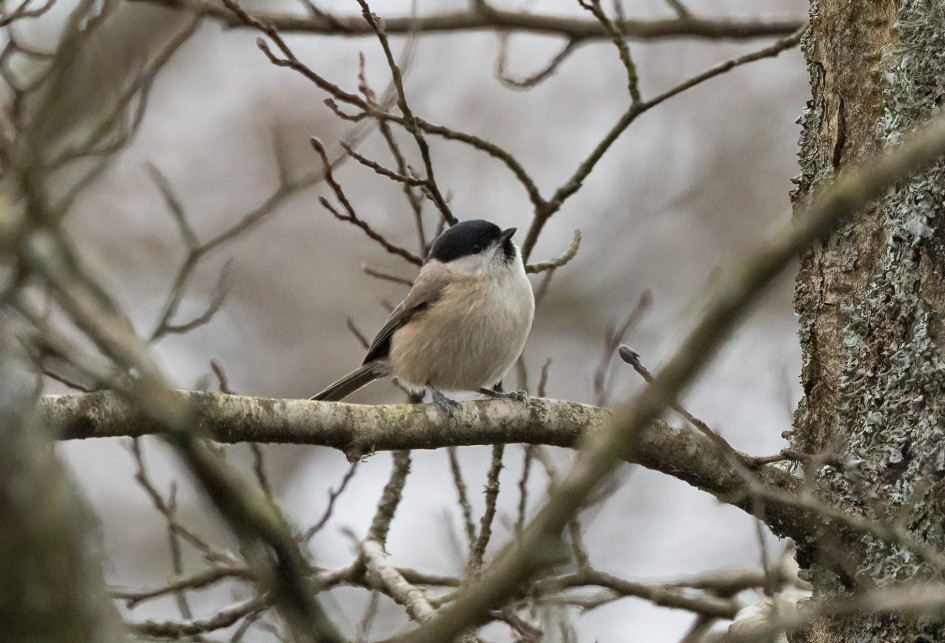 Marsh Tit, 1/500 sec, f/7.1, 500 mm, ISO 5000