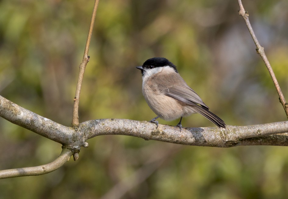 Marsh Tit , 1/500 sec, f/7.1, 500 mm, ISO 250