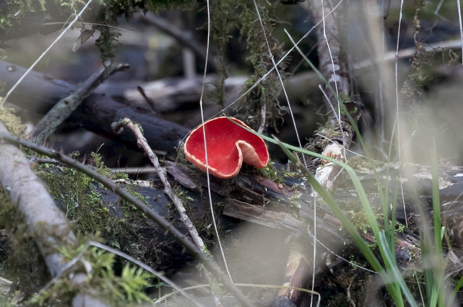 Scarlet Elf Cup, 1/80 sec, f/7.1, 500 mm, ISO 1600