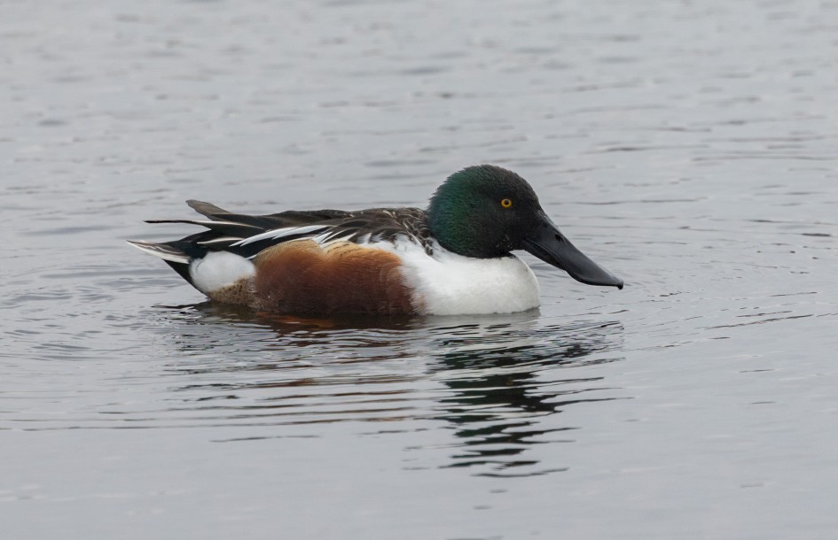 Shoveler , 1/640 sec, f/7.1, 500 mm, ISO 640