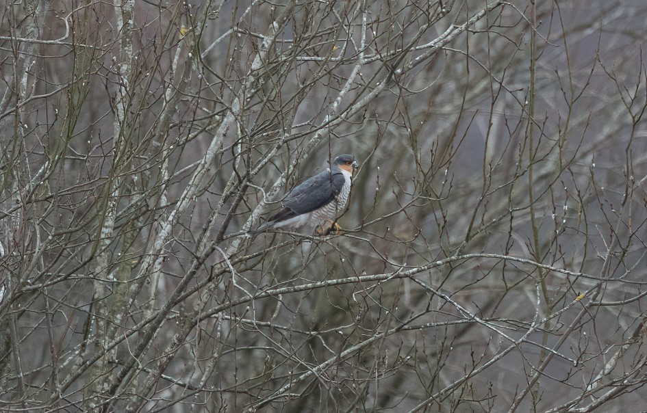 Sparrowhawk, 1/640 sec, f/7.1, 500 mm, ISO 1600