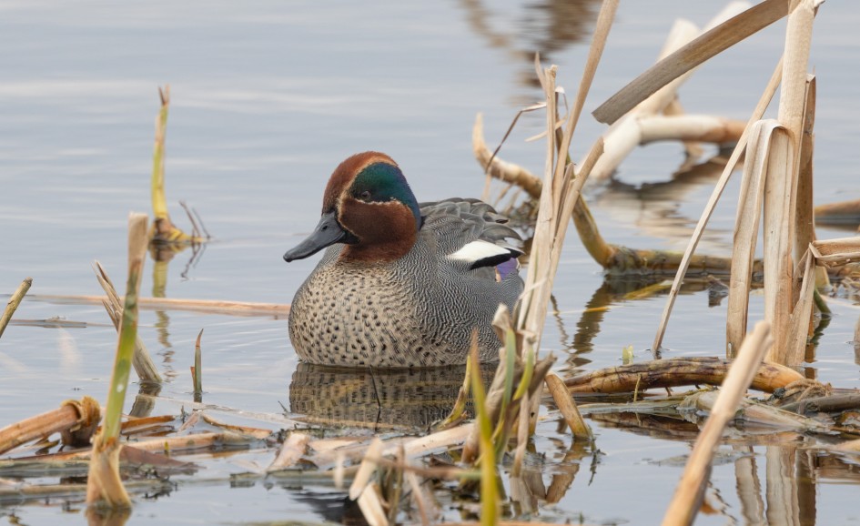 Teal, 1/60 sec, f/7.1, 500 mm, ISO 100