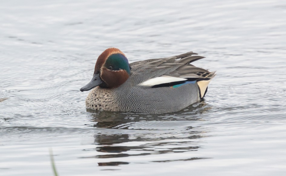Teal , 1/500 sec, f/7.1, 500 mm, ISO 1000
