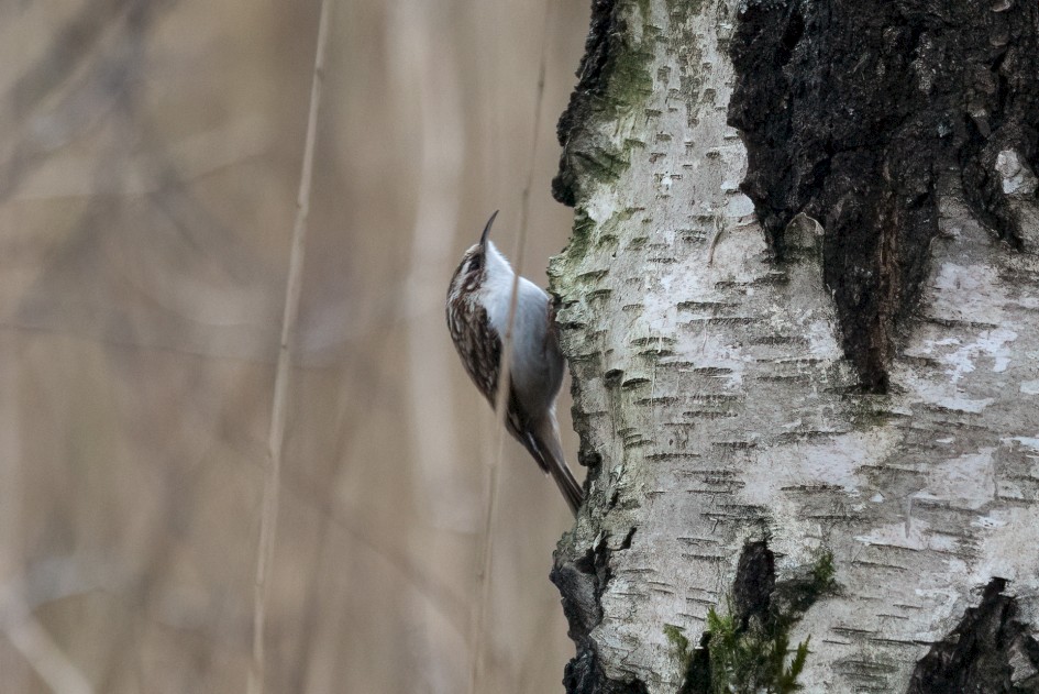Treecreeper, 1/500 sec, f/7.1, 500 mm, ISO 5000