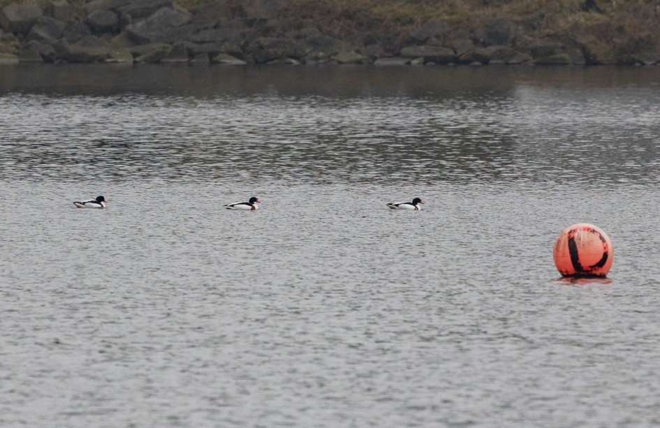 Shelduck, 1/640 sec, f/7.1, 500 mm, ISO 1000