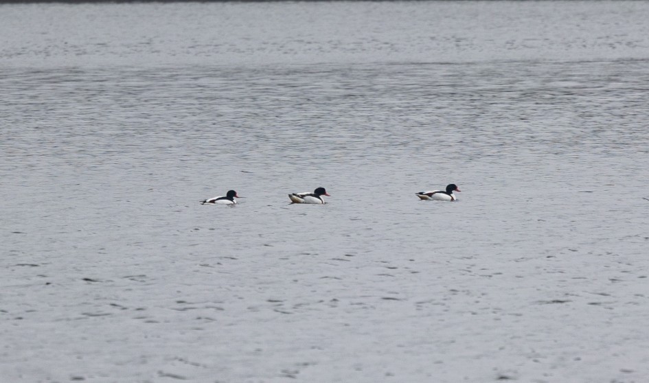 Shelduck , 1/80 sec, f/7.1, 500 mm, ISO 100