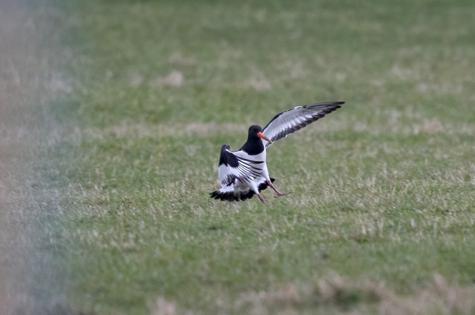 Oystercatcher, 1/500 sec, f/7.1, 500 mm, ISO 2000