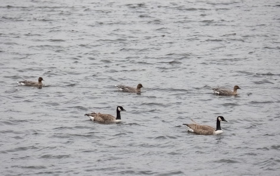 Pinkfeet, 1/640 sec, f/5.6, 270 mm, ISO 1000