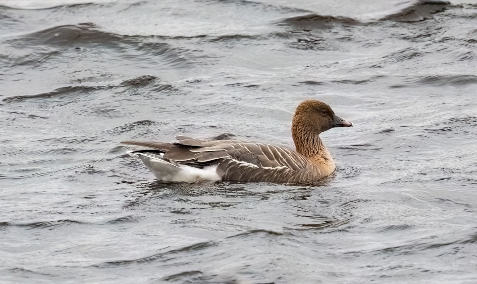 Pinkfoot-, 1/500 sec, f/7.1, 500 mm, ISO 2000