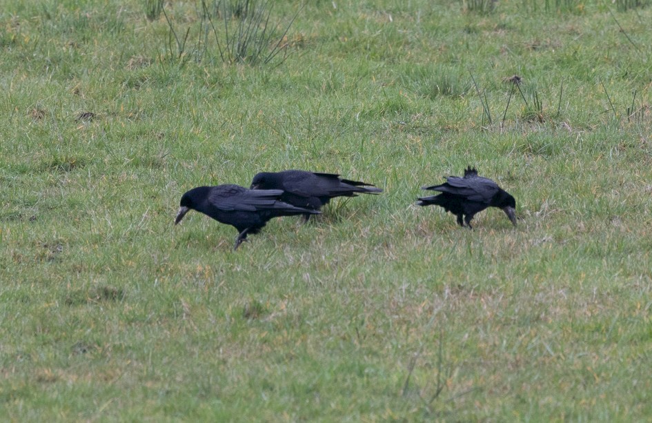 Rooks-, 1/500 sec, f/7.1, 500 mm, ISO 1250