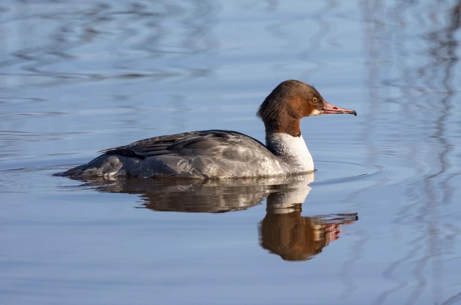 Goosander-, 1/500 sec, f/7.1, 500 mm, ISO 250