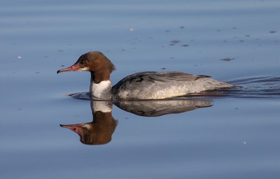 Goosander -, 1/640 sec, f/7.1, 500 mm, ISO 125