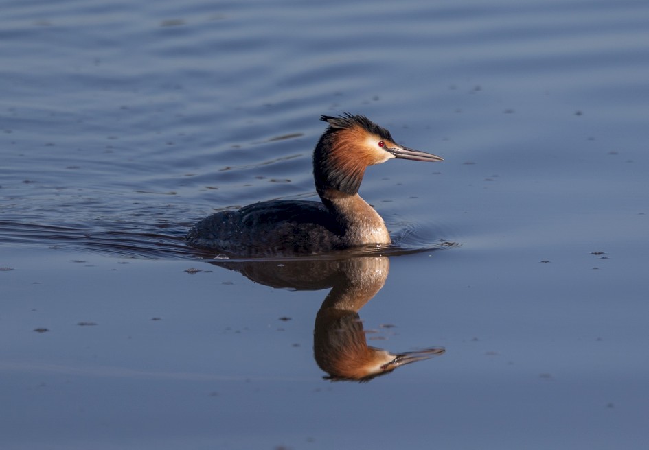Great Crested Grebe-, 1/800 sec, f/6.3, 400 mm, ISO 100