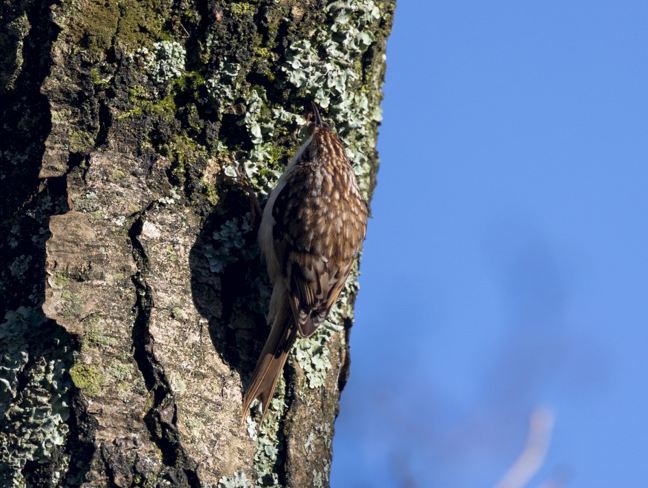 Treecreeper-, 1/500 sec, f/7.1, 500 mm, ISO 250
