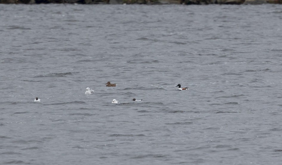 Shoveler-, 1/640 sec, f/7.1, 500 mm, ISO 640