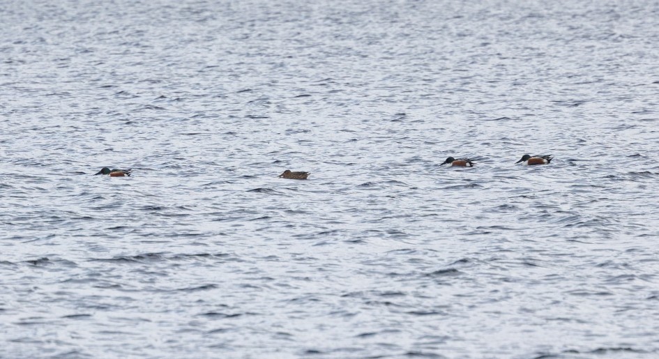 Shoveler-, 1/500 sec, f/7.1, 500 mm, ISO 250