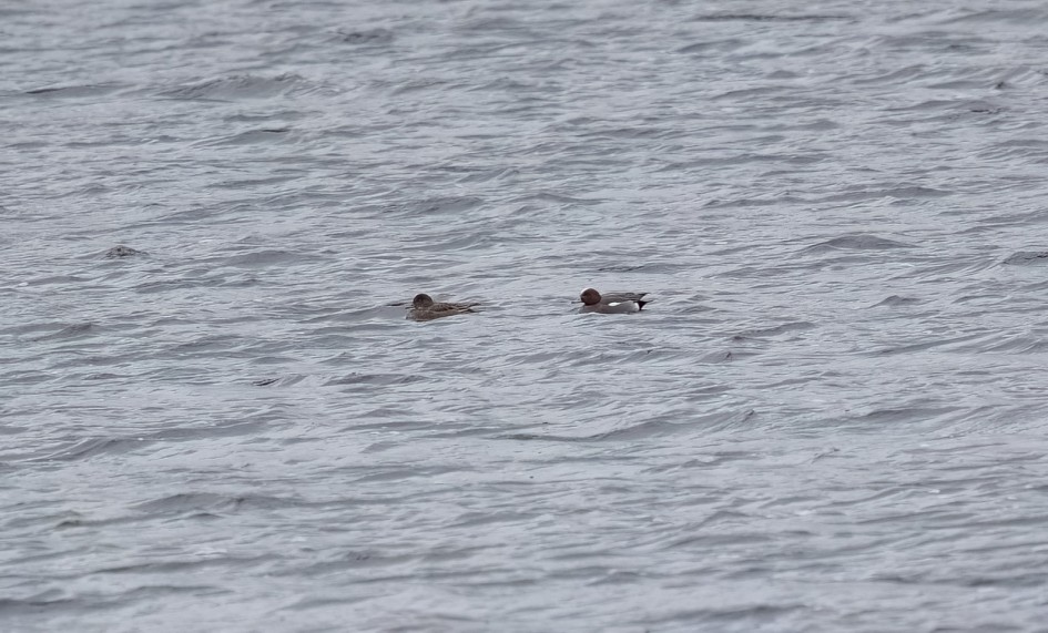 Wigeon-, 1/500 sec, f/7.1, 500 mm, ISO 500