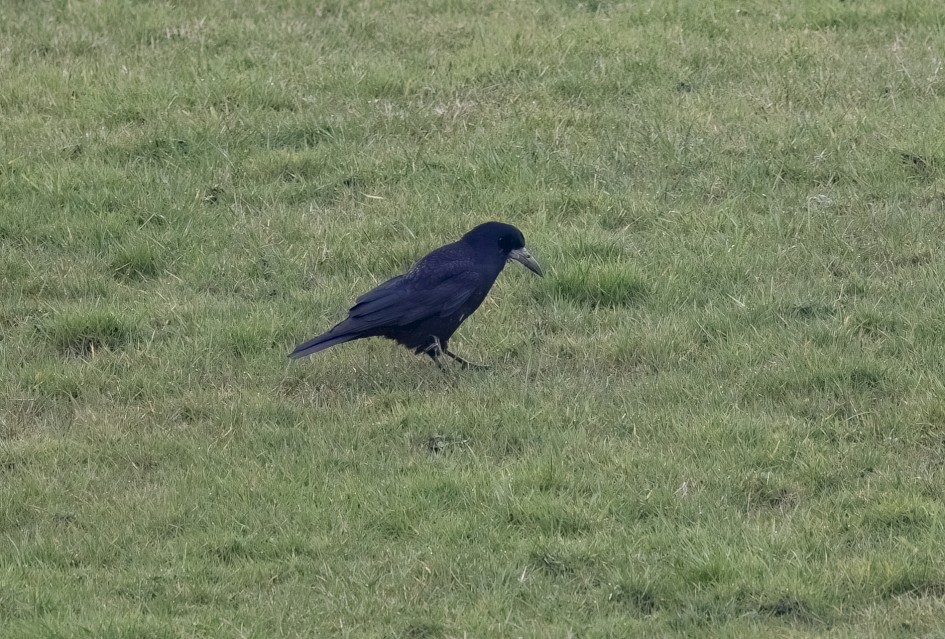 Rook-, 1/500 sec, f/7.1, 500 mm, ISO 1000