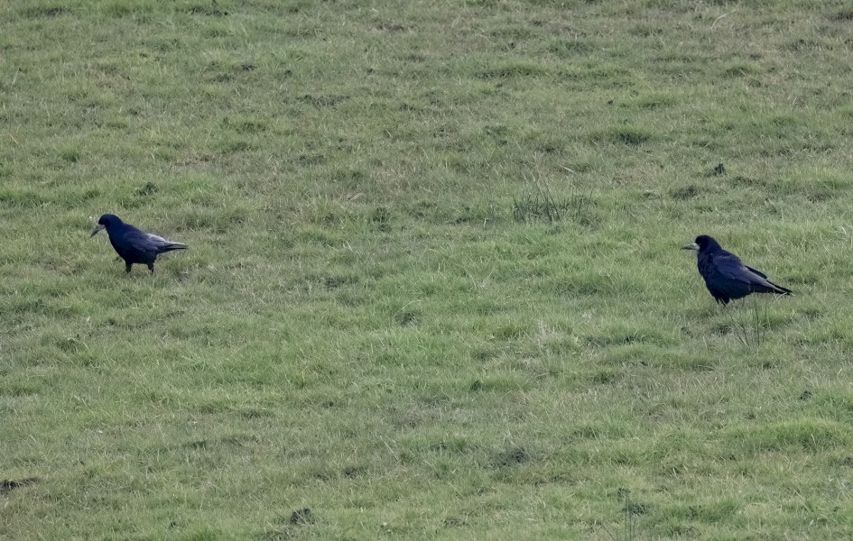 Rooks-, 1/640 sec, f/7.1, 500 mm, ISO 1000