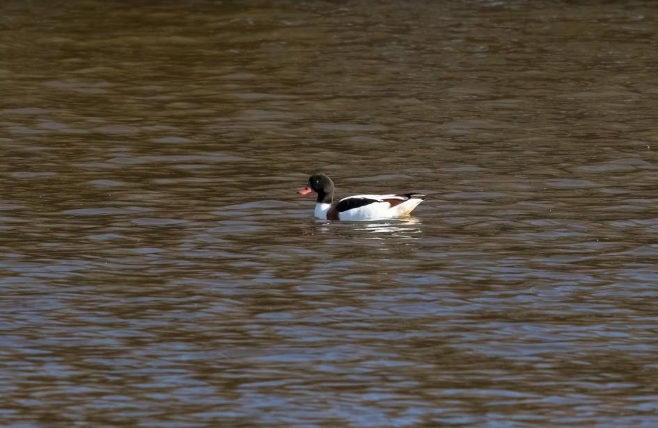 Shelduck-, 1/500 sec, f/7.1, 500 mm, ISO 320