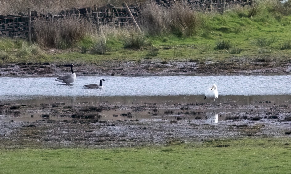 Whooper Swan-, 1/640 sec, f/7.1, 500 mm, ISO 500