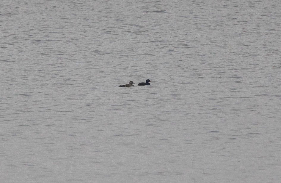 Common Scoter, 1/640 sec, f/7.1, 500 mm, ISO 2000