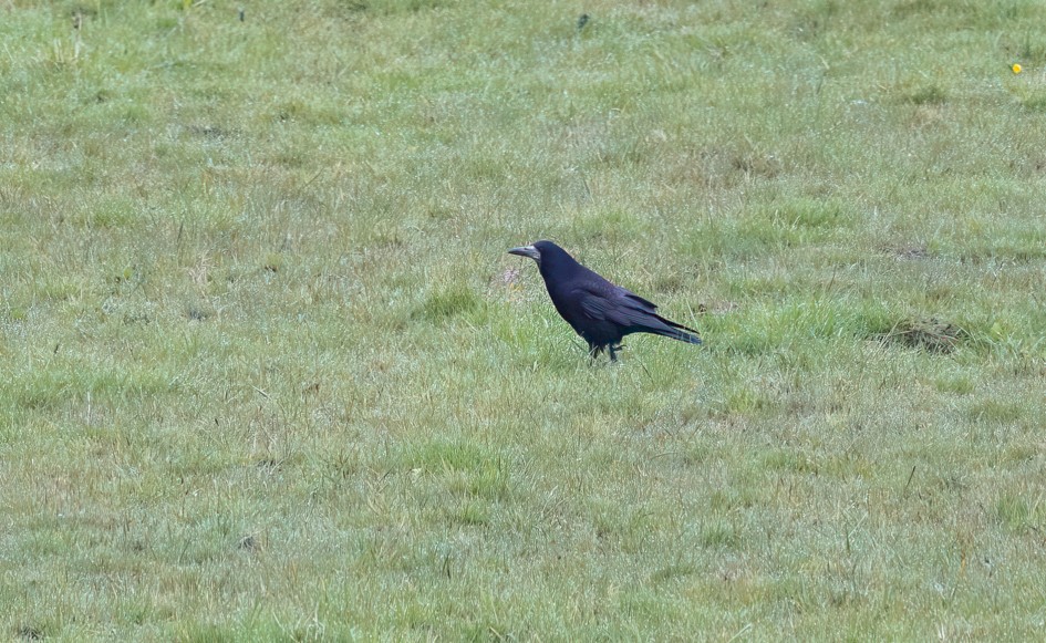 Rook, 1/500 sec, f/7.1, 500 mm, ISO 1600