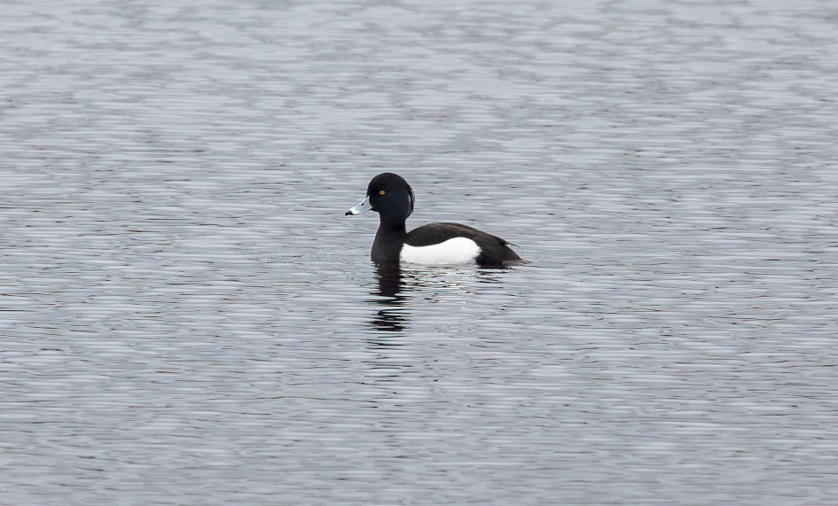 Tufted Duck, 1/500 sec, f/7.1, 500 mm, ISO 800