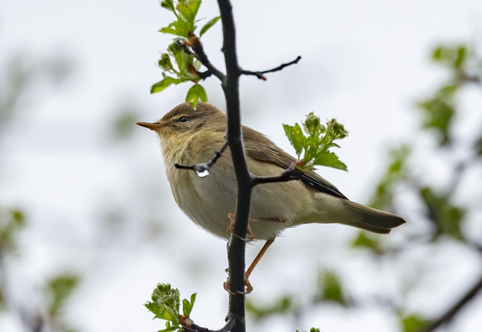 Willow Warbler, 1/500 sec, f/7.1, 500 mm, ISO 640