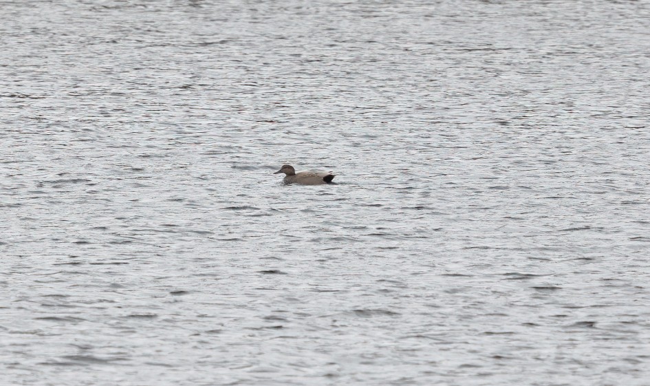 Gadwall, 1/500 sec, f/7.1, 500 mm, ISO 800