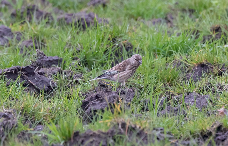 Linnet, 1/640 sec, f/7.1, 500 mm, ISO 2500