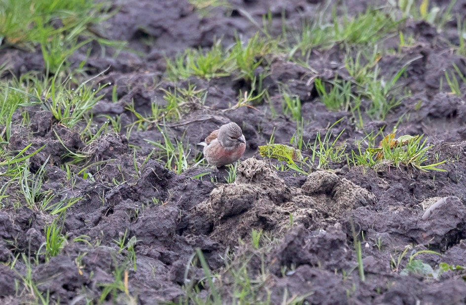 Linnet , 1/500 sec, f/6.3, 451 mm, ISO 2500