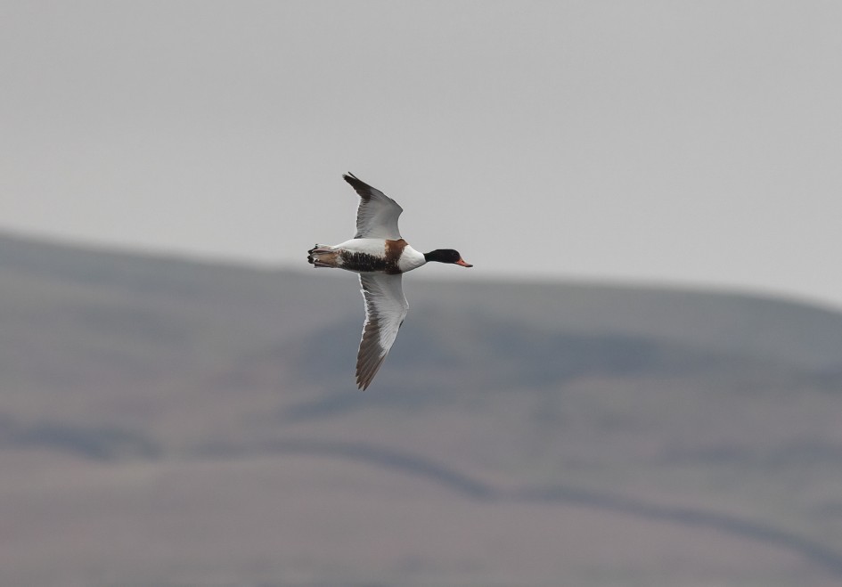 Shelduck, 1/500 sec, f/7.1, 500 mm, ISO 800