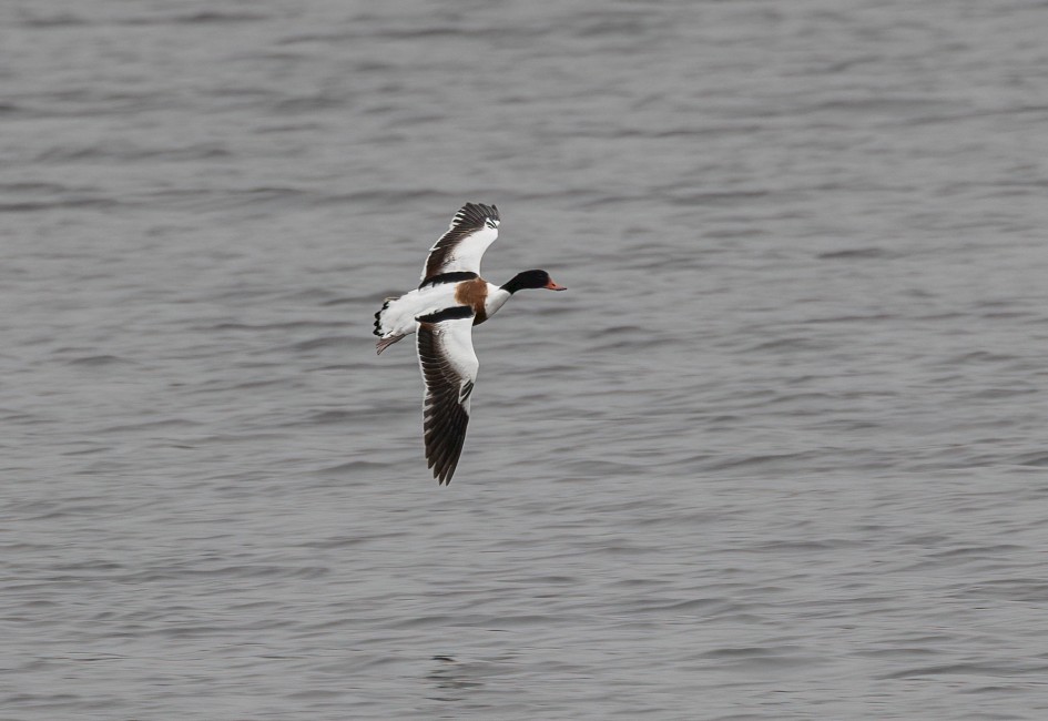 Shelduck , 1/640 sec, f/7.1, 500 mm, ISO 1000