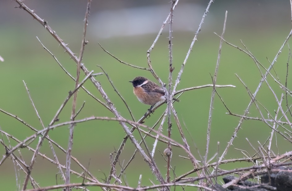 Stonechat, 1/500 sec, f/7.1, 500 mm, ISO 1600