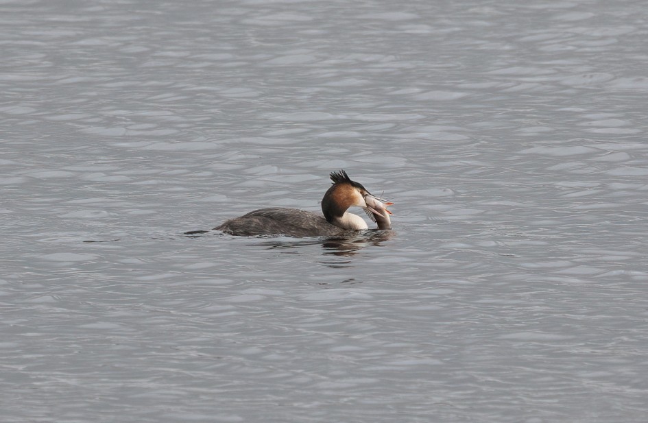 Great Crested Grebe, 1/500 sec, f/7.1, 500 mm, ISO 500