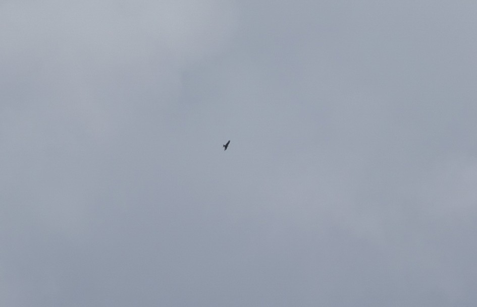 Red Kite (record shot!), 1/800 sec, f/7.1, 500 mm, ISO 100