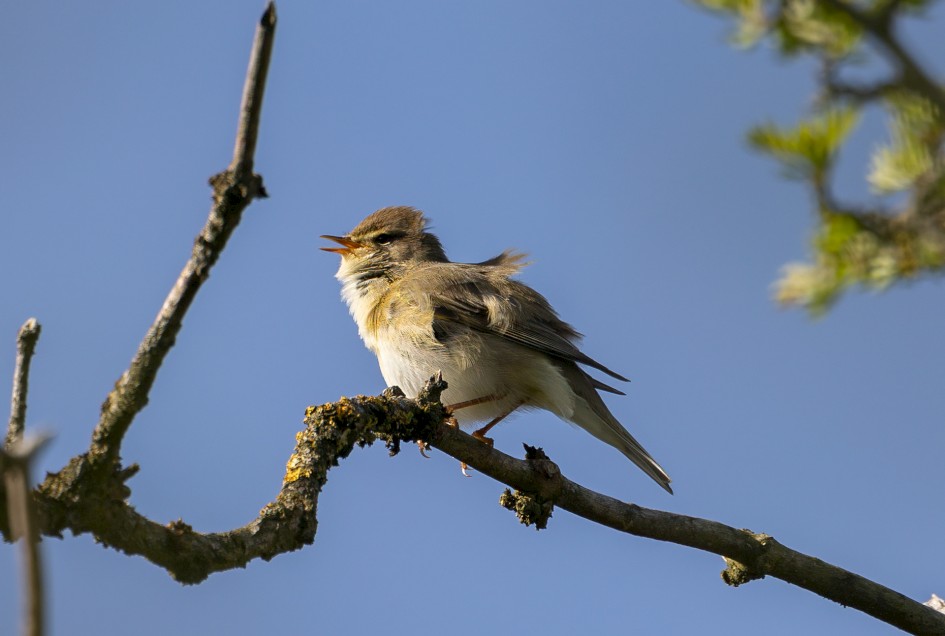 Willow Warbler, 1/640 sec, f/7.1, 500 mm, ISO 160