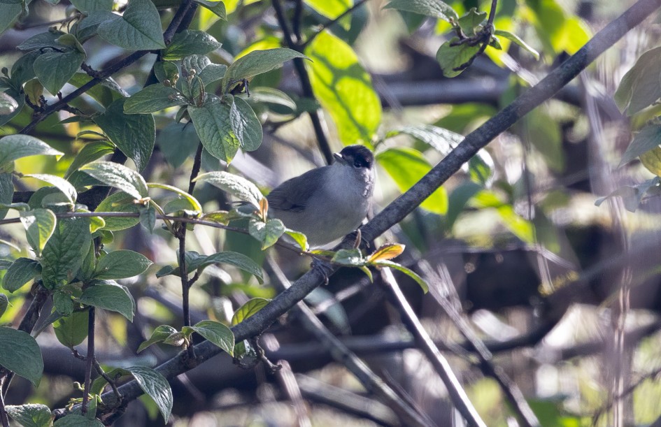 Blackcap, 1/500 sec, f/7.1, 500 mm, ISO 1250