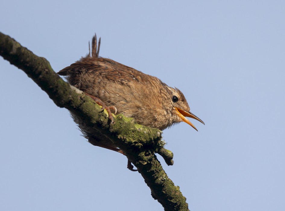 Wren, 1/640 sec, f/7.1, 500 mm, ISO 200