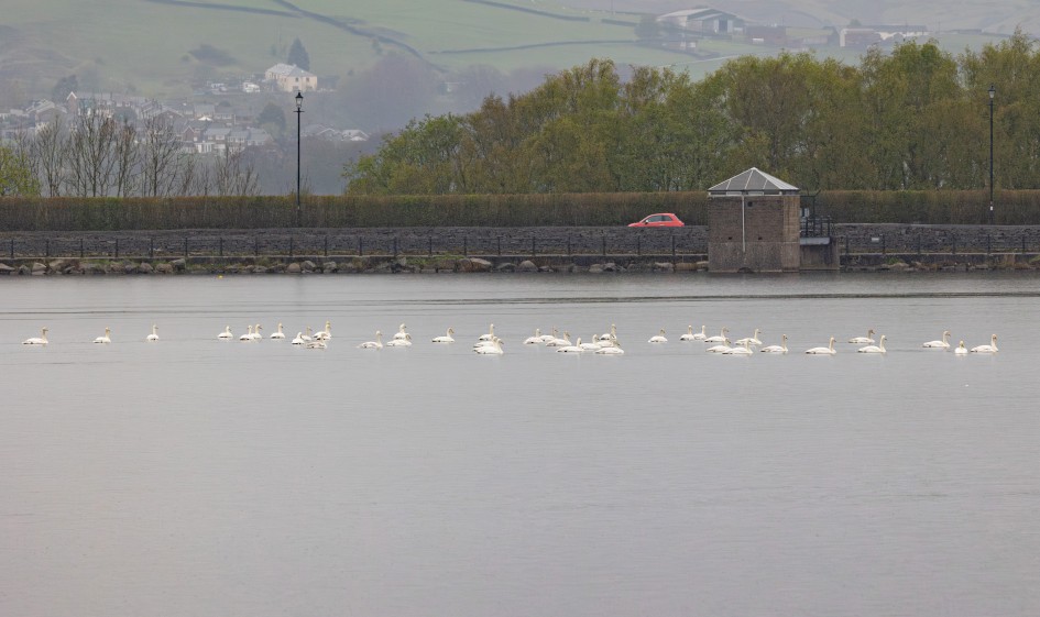 Whooper Swans, 1/640 sec, f/7.1, 200 mm, ISO 1600