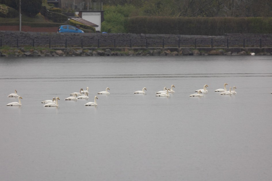 Whooper Swans , 1/500 sec, f/7.1, 500 mm, ISO 1250