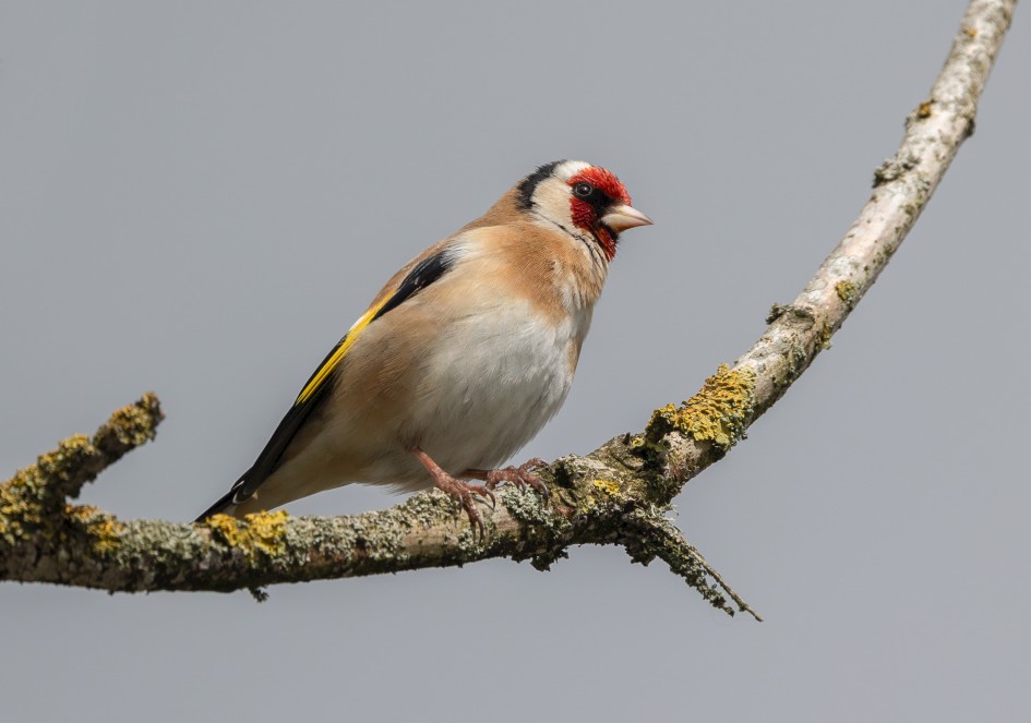 Goldfinch, 1/640 sec, f/7.1, 500 mm, ISO 100