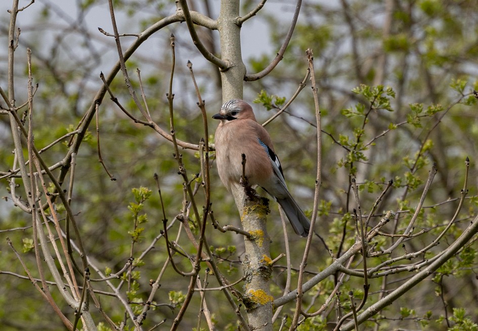 Jay, 1/640 sec, f/7.1, 500 mm, ISO 250