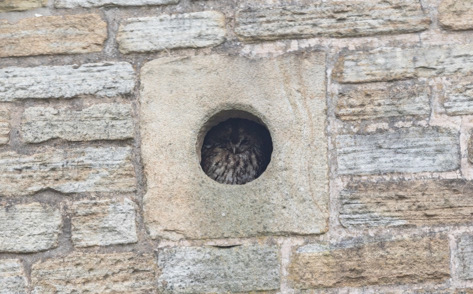 Tawny Owl, 1/500 sec, f/7.1, 500 mm, ISO 500