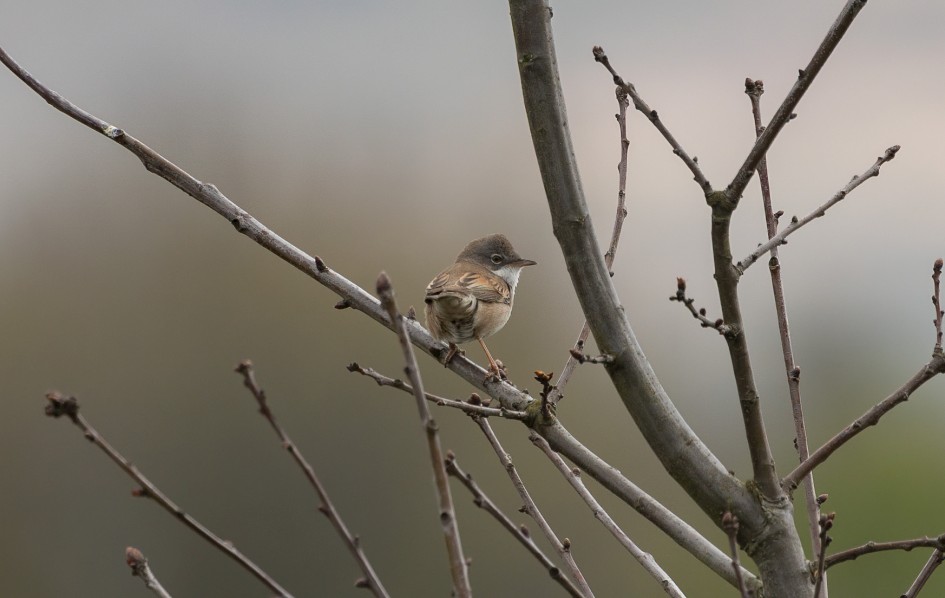 Whitethroat, 1/640 sec, f/7.1, 500 mm, ISO 200