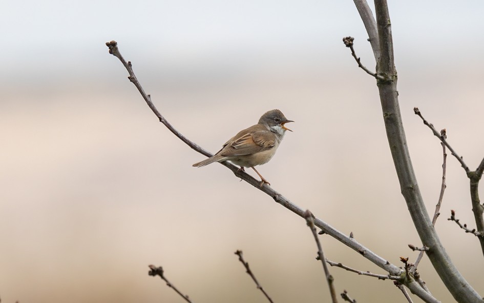Whitethroat , 1/640 sec, f/7.1, 500 mm, ISO 125