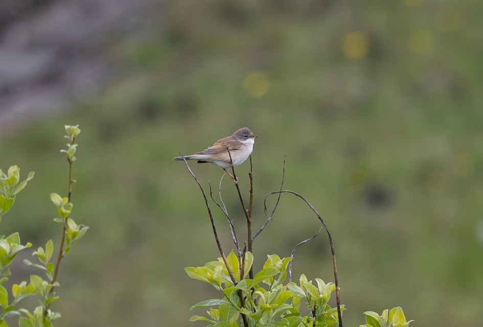 Whitethroat , 1/640 sec, f/7.1, 500 mm, ISO 500